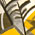 yellowcorner1thumbnail